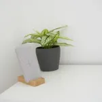 Apartament Altstadtwohnung *